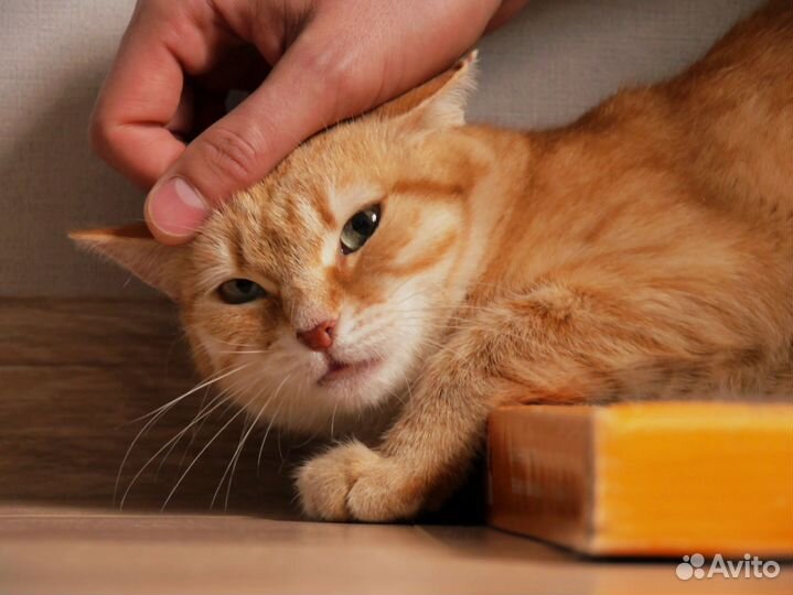 Рыжая кошка солнышко ждёт своего человека