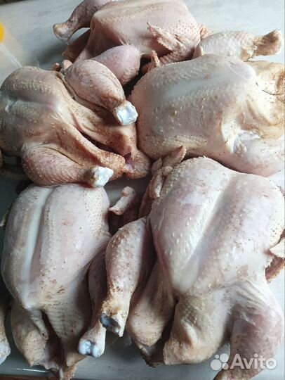 Мясо домашней курицы