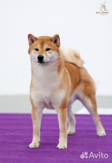 Вязка Сиба ину кобель