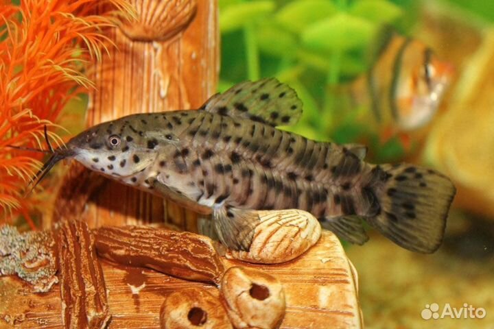 Рыбы и водоросли для видового аквариума