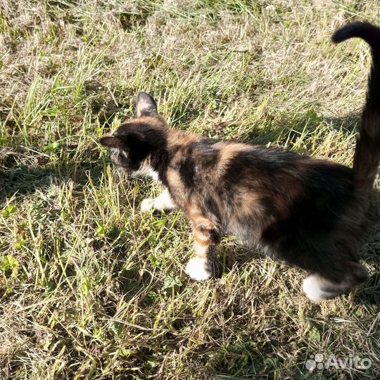 Бездомный котенок девочка