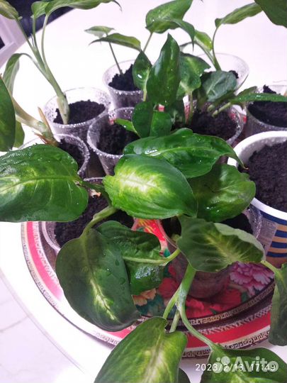 Диффенбахия