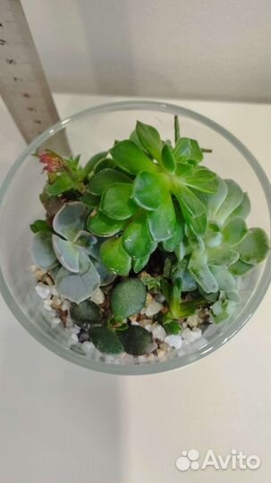 Флорариумы с суккулентами в кашпо Икея