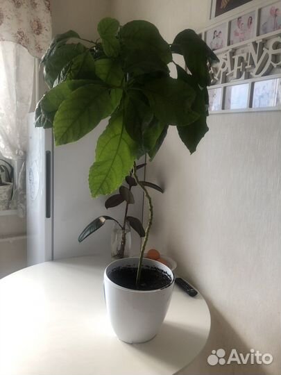 Авокадо дерево/комнатные растения/цветы