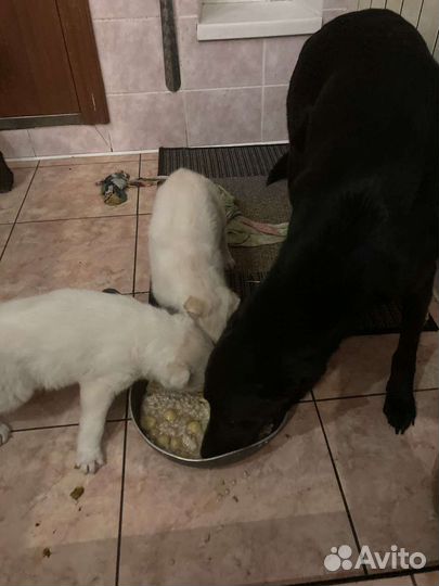 Щенок в добрые руки бесплатно маленькая порода