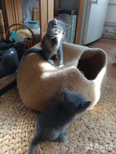 Котята (мышеловы) в добрые руки