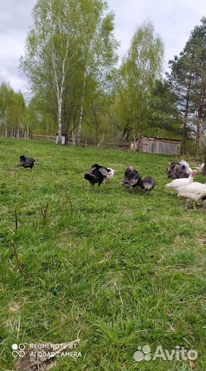 Индюки и индюшки