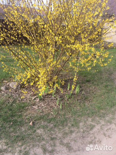 Кусты гортензии крупнолистной розовая и форзиция