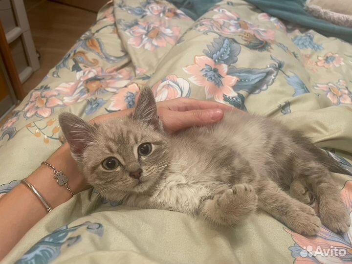 Котенок