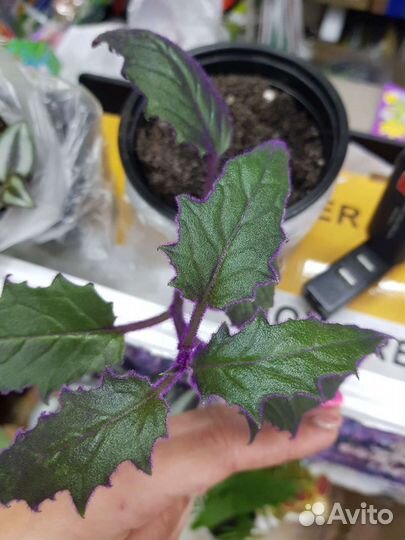 Комнатный цеты