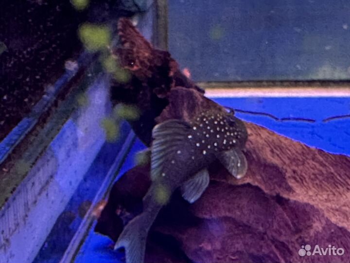 Аквариумные рыбки с доставкой Москва, Регионы