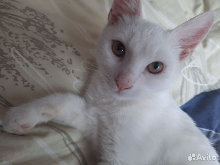 Белый котик