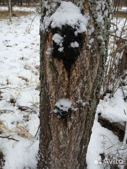 Березовый гриб чага продам