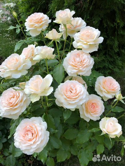 Розы корнесобственные