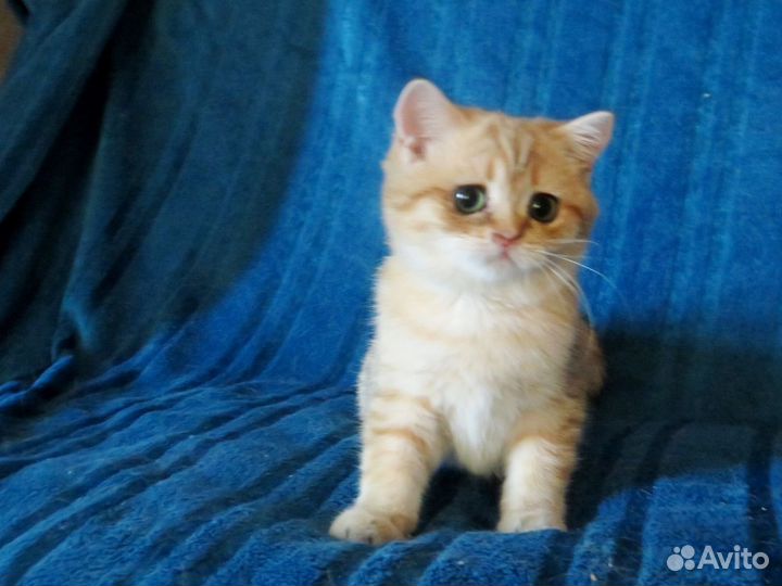 Мальчик золотой