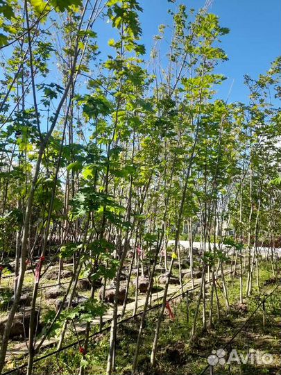 Саженцы клена от производителя