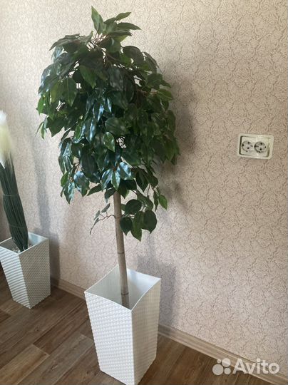 Фикус бенджамина