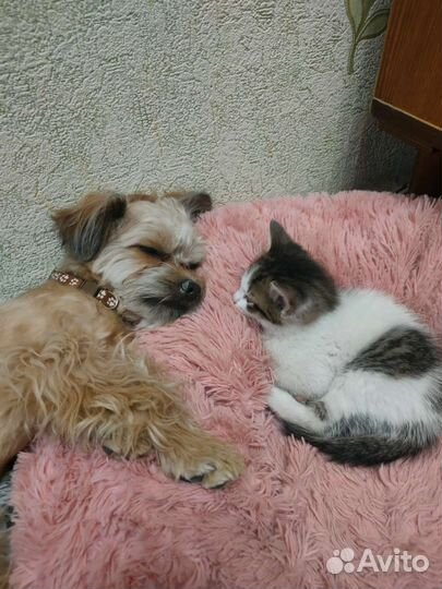 Случка пудель