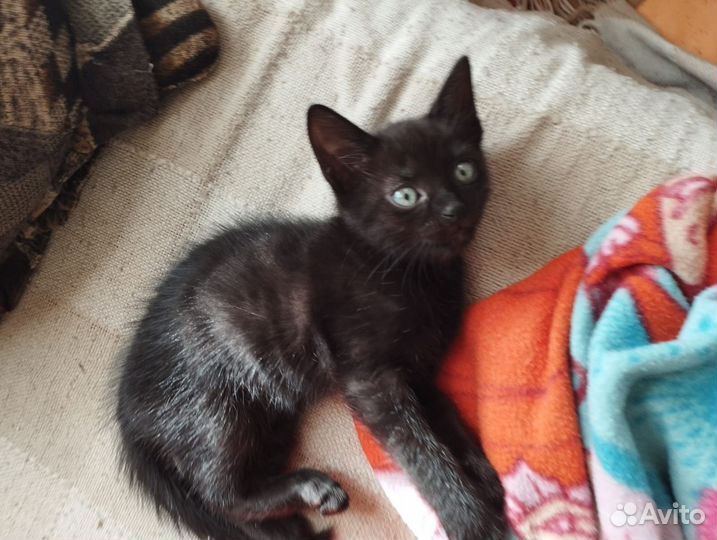 Котёнок черный