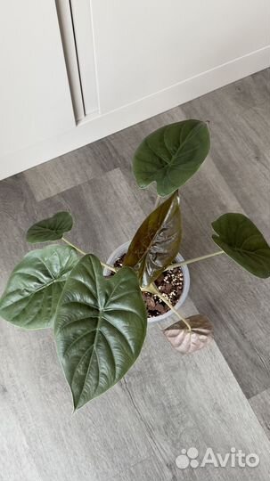 Алоказия Венти