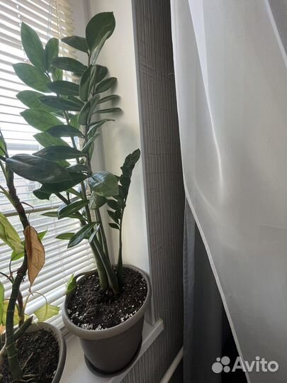 Комнатные цветы