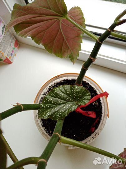 Бегония коралловая