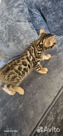 Бенгальская леопардовая кошка