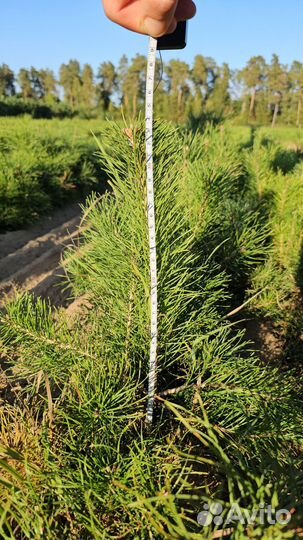 Саженцы сосны и ели окс от производителя