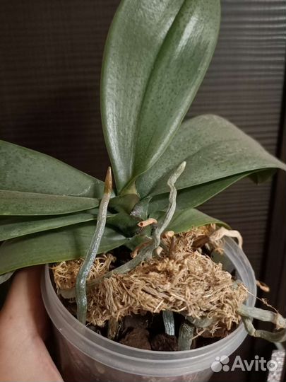 Фаленопсис Phal. I-Hsin Mapple Valley