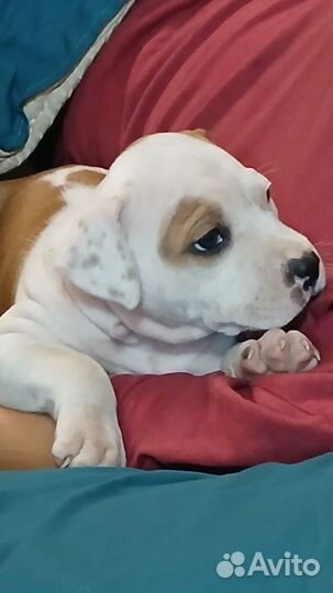 Щенки питбуля