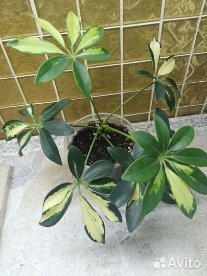 Шефлера вариегатная