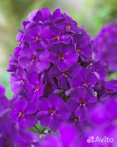 Флоксы.Большой выбор сортов для сада и контейнеров