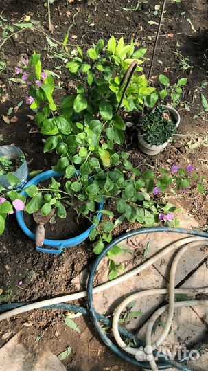 Бугенвиллия