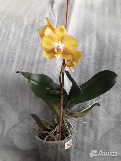 Фаленопсис Лас Вегас