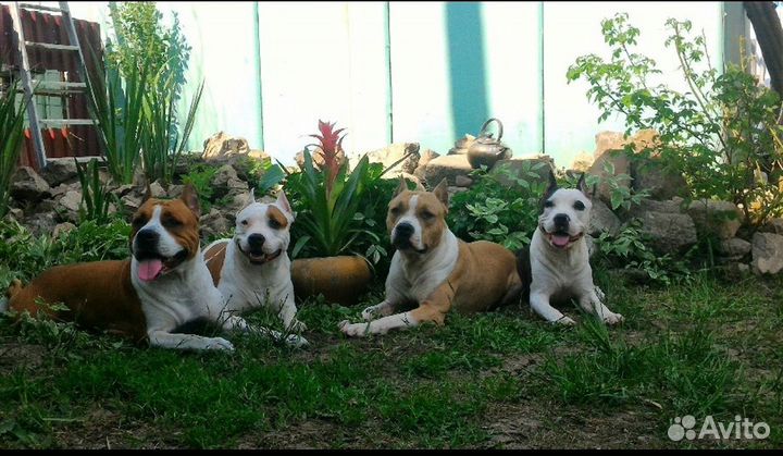 Кинолог#Дрессировка#коррекция#консультации#зал