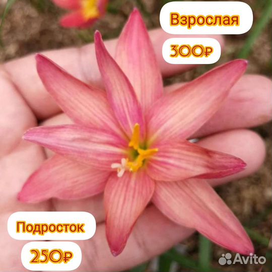 Зефирантес