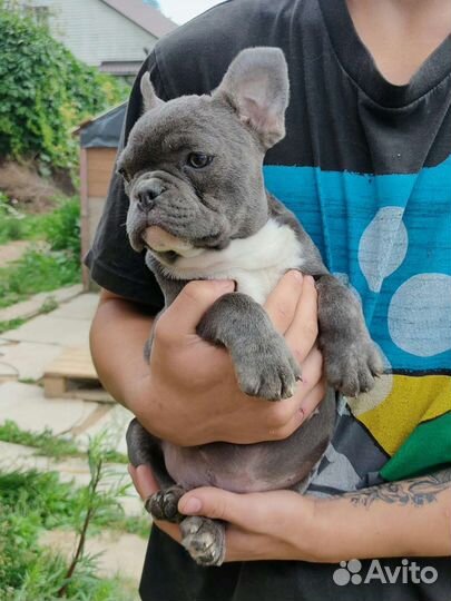 Голубая булочка