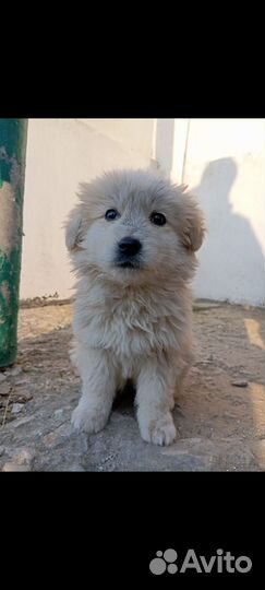 Собака в добрые руки маленькая порода