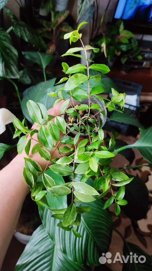 Мирт крупнолистовой вариегатный