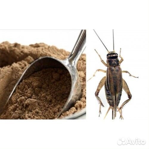 Мука из сверчков
