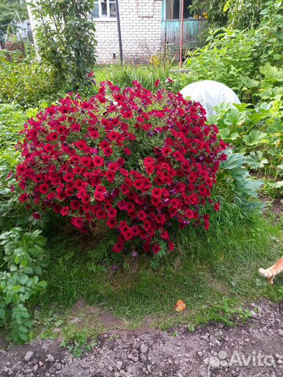 Рассада петуньи ампельной