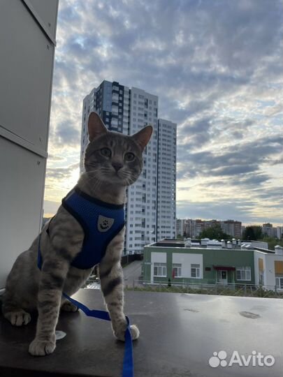 Бенгальский кот вязка
