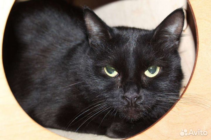 Черная кошечка