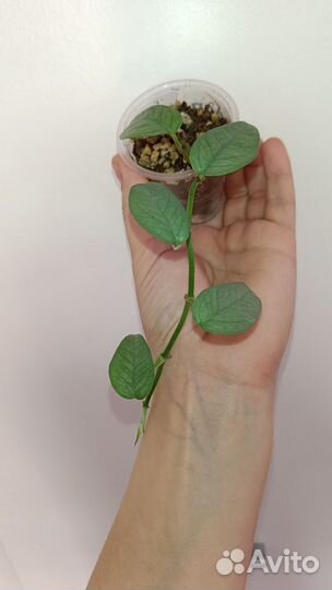 Ароидные набор 1