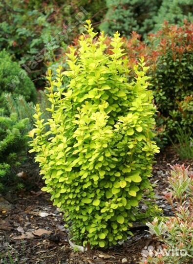 Барбарис Тунберга