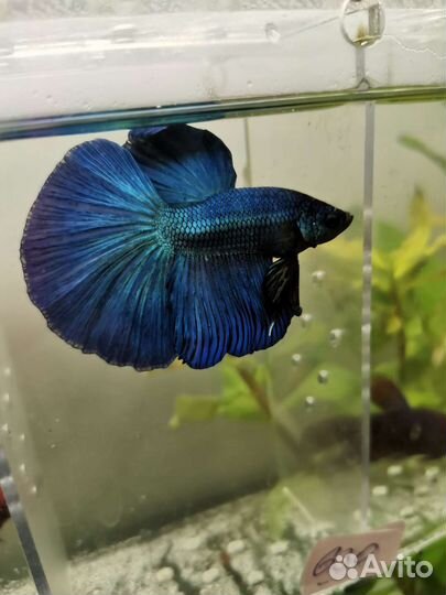 Петушок (Betta, бойцовая рыбка)