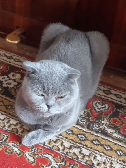 Британская кошка