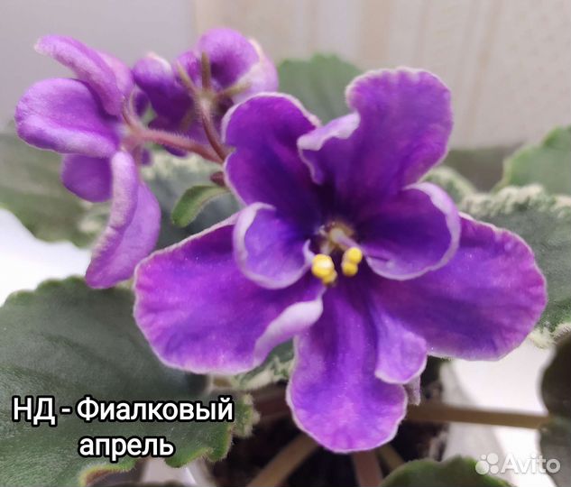 Фиалки сортовые