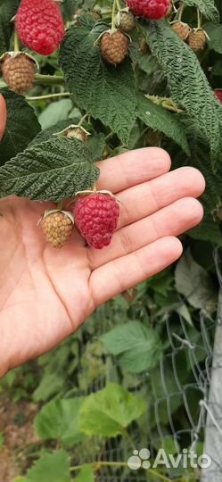 Саженцы малины и малина ремонтантная