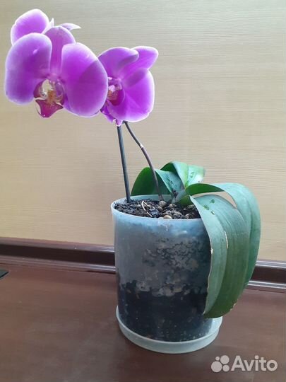 Орхидея фаленопсис